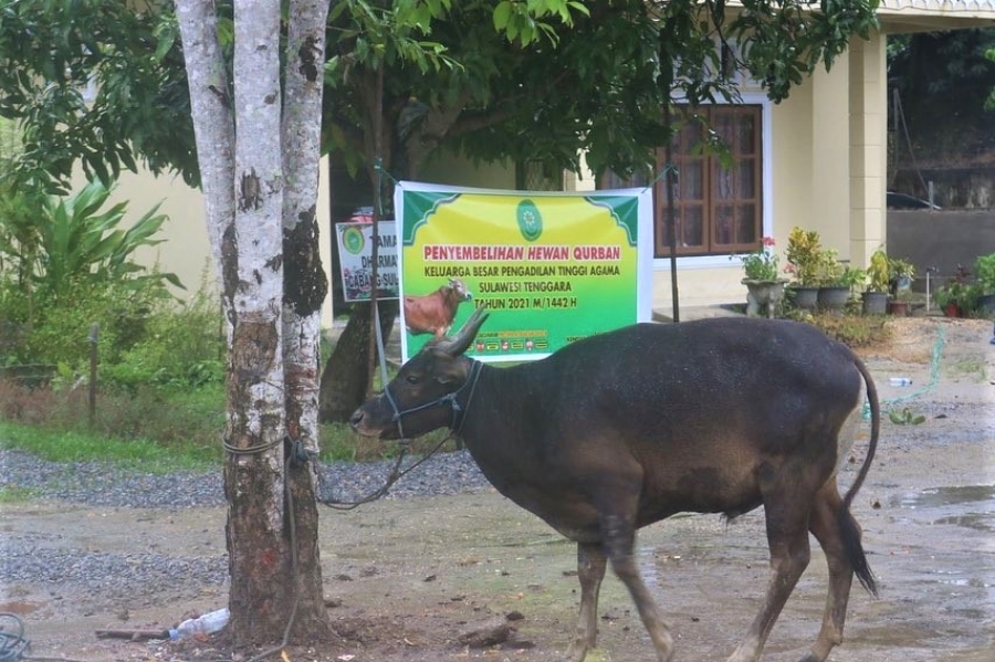 Penyembelihan Hewan Qurban pada momen Idul Adha di Pengadilan Tinggi Agama Sulawesi Tenggara 1442 H